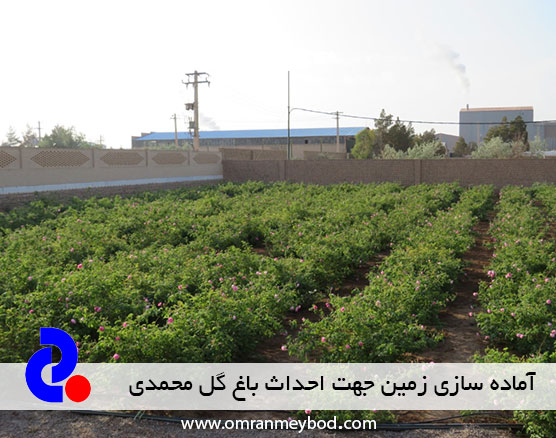 آماده سازی زمین جهت احداث باغ گل محمدی